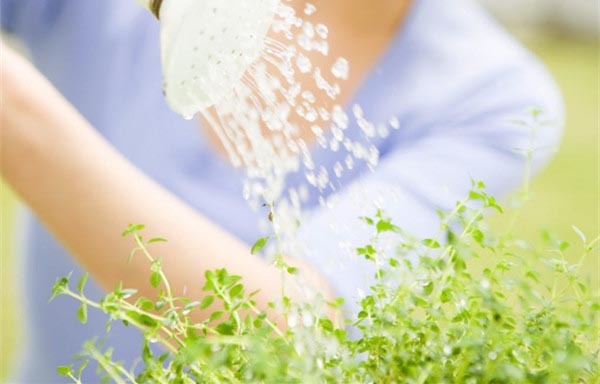 花卉租賃后家庭花卉養(yǎng)護(hù)該注意什么？ 